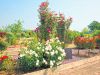 Emstrey-Crematorium-and-Cemetery-3