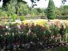 warriston-crematorium-rose-garden